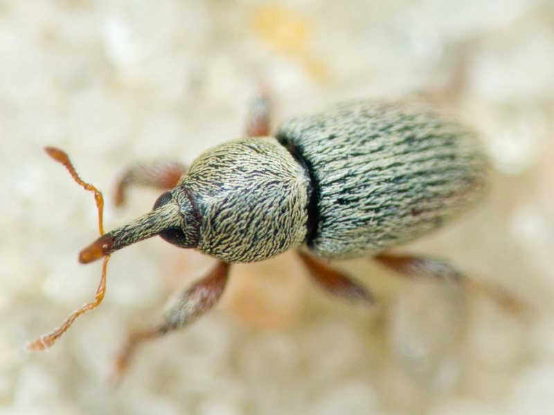 Tychius sharpi Tournier, 1873